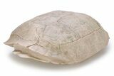 Fossil Female Tortoise (Testudo) Shell - South Dakota #249243-3